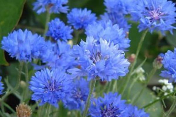 此花是象征了幸福的花,经过时间的变化,它也变得越来越美丽