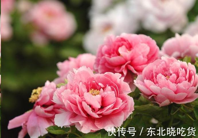 霜降节气很特殊,家中养些“福运花”,寓意时来运转大吉大利