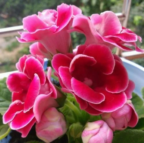 花朵|4种花美的出奇,开起花来“拦”不住,美不胜收,你养了吗
