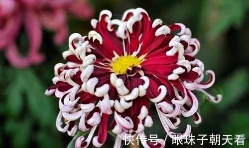 七律#吟菊七律九首:红尘何寄相思语,一缕幽香几度情