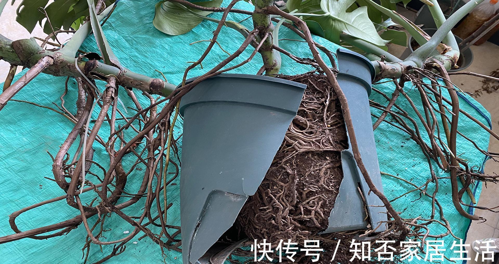 大盆|秋天给龟背竹换个大盆,注意3个重点,缓苗快,不黄叶不烂根