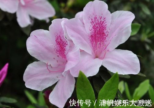 柠檬黄三角梅|喜欢三角梅，不妨养盆“开花机器”柠檬黄三角梅，花开爆盆成花树