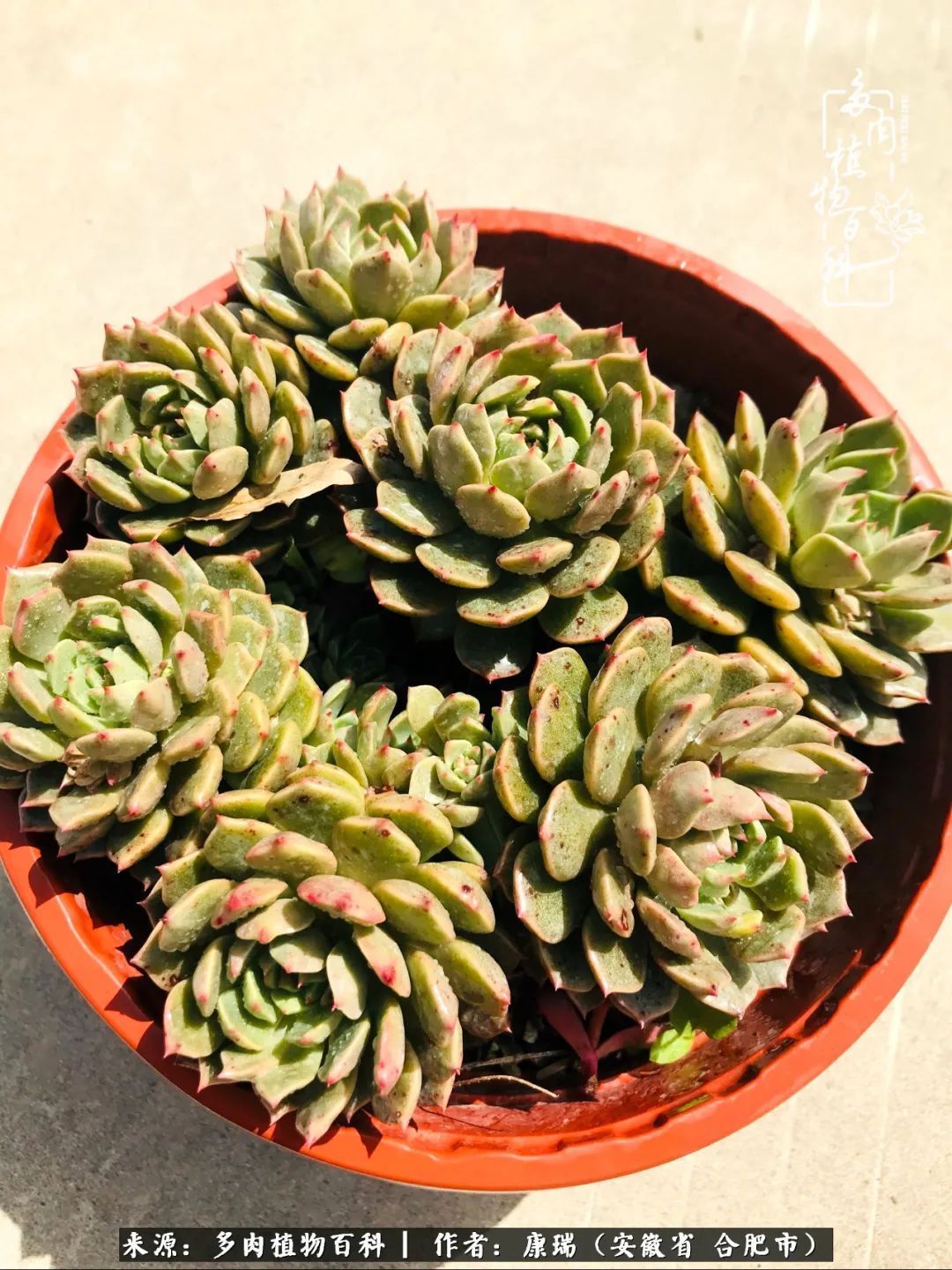 养肉之路，道阻且长，累的是身体，净的是心灵！