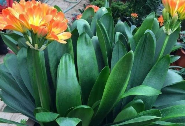 “1种水”浇君子兰,7天冒出“大白根”,30天枝叶油绿,冒花芽