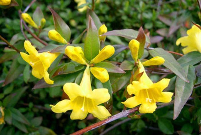 5种花冬天再冷也不怕,年前搬进室内,过年就开花,喜庆又漂亮!