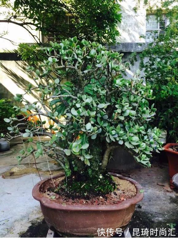 极难养死的4种花,太省心,丢阳台不管,轻松长爆盆