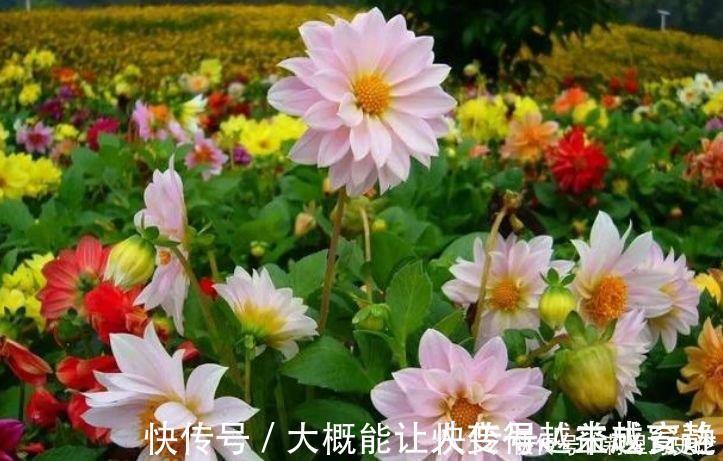 杨桃仔|家里就养5种花，耐旱又耐晒，开花红红火火，旺财又旺运！
