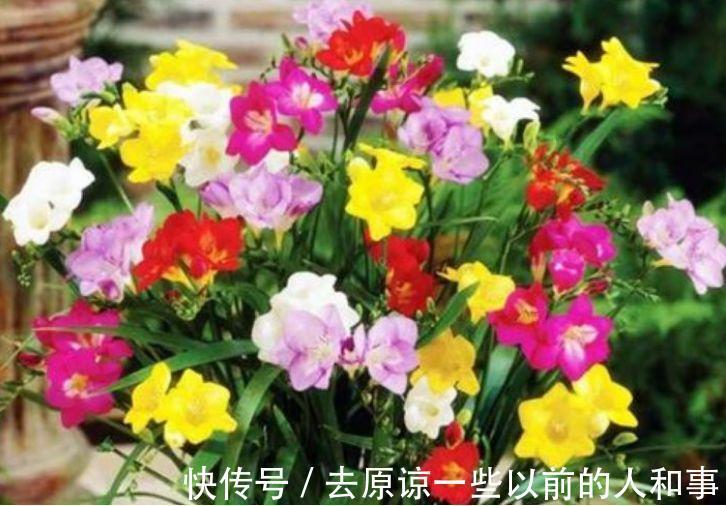 3种花很适合阳台养，花香四溢，开花旺，养庭院，十里飘香