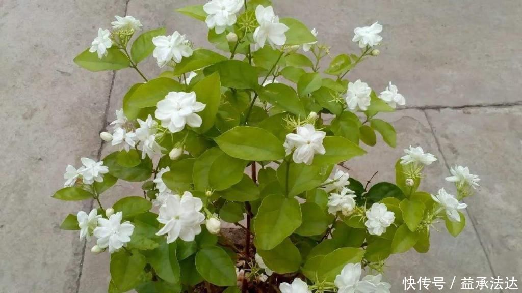 薰衣草|卧室养花就养它们,有香气又杀菌,改善睡眠