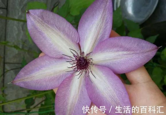 品种|此几种铁线莲特别耐热,你值得拥有