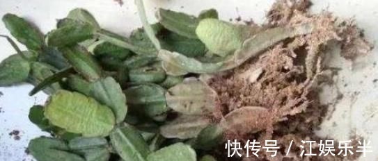 浇水|蟹爪兰发出这个“信号”,一定不要忽视,是在提醒你