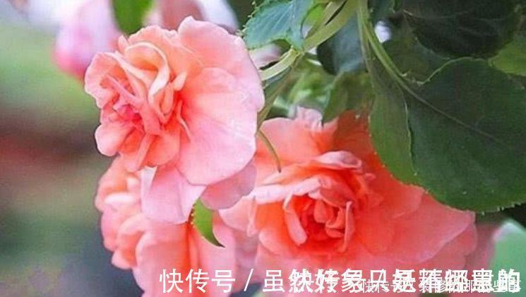 4种花适合夏天养,家里养一盆,开花漂亮花期长,谁养谁喜欢