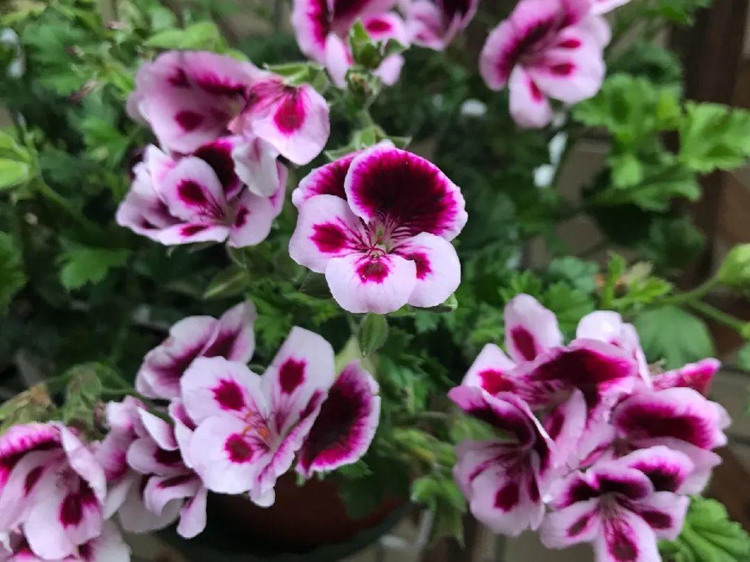 长寿花|9月后就养这些花,比绿萝好养,疯狂开花到明年!