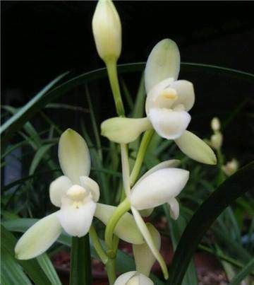 这2样东西放兰花水里,兰花用了,长的猛快