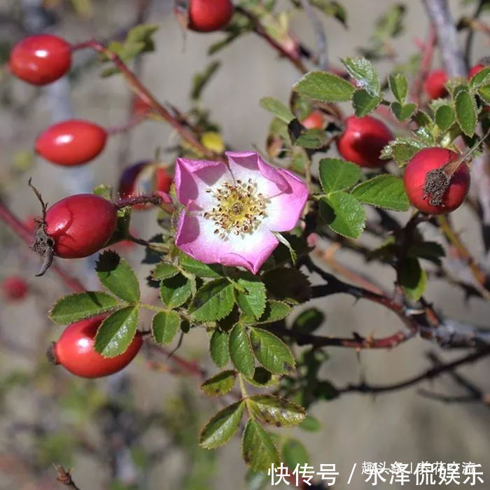 月季花|每年剪几次,喷点药,月季可保持经常开花,不怕黄叶和感染病虫害