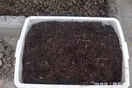 一招教你把旧土变新土,再也不用花钱买营养土种花了
