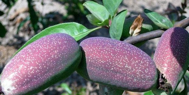 无花果|女人大姨妈前3天，多吃此些水果，通气血、排宿便，体重也慢慢降