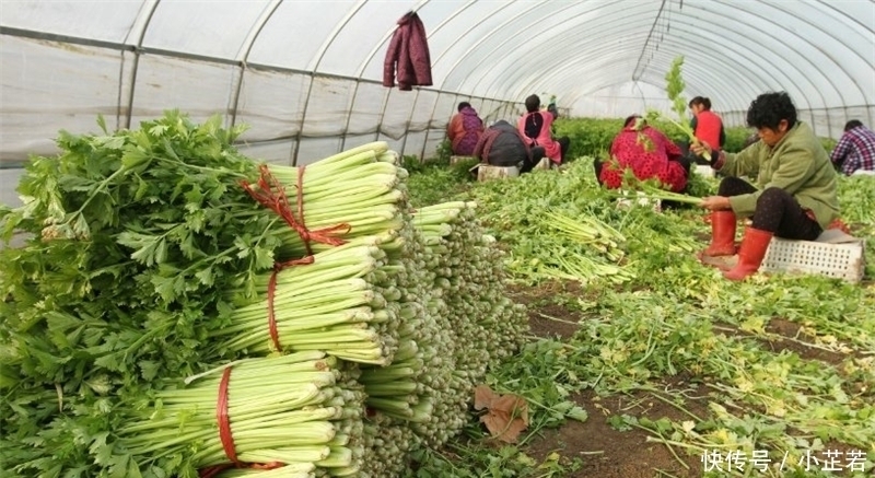 价格连跌3个月,产地一斤5毛钱,叶子吃不吃不用争了