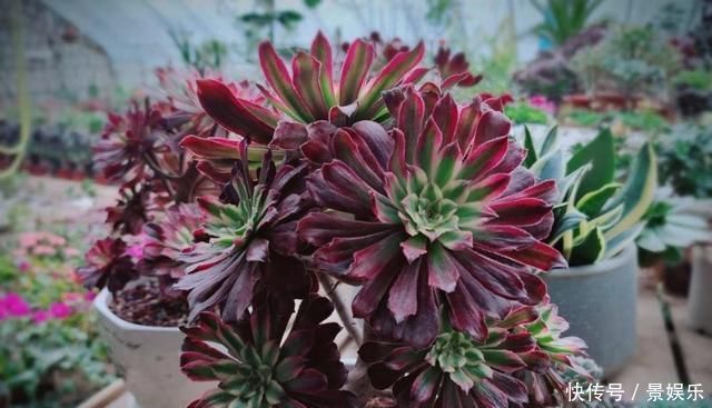 学这两招,多肉师傅,高大矮小的植物,所有权威主义