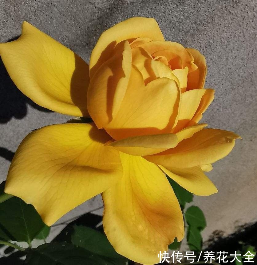 养花高手的5个好习惯，千万别小看，植物特别受用