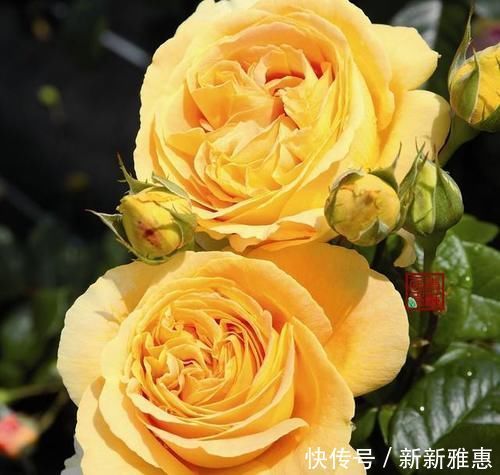 中国最香的花是什么花?哪些花比较好养?