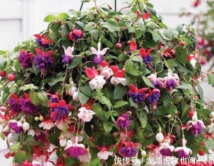 阳台养花,试试此4款植物,盛开时繁花似锦,花色美轮美奂