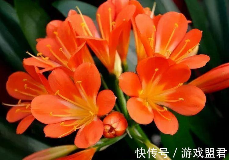 农历九月二十九霜降后，养什么花？以下3种花，事业兴旺红红火火