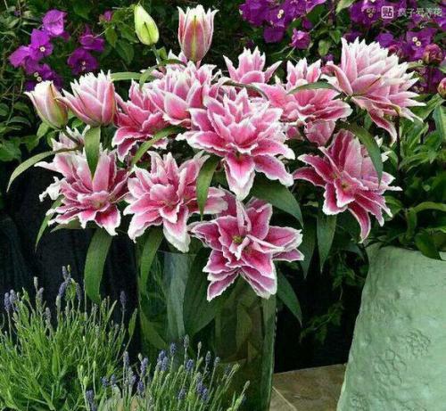 她养了1种花,开花漂亮,香味浓郁,老远就能闻到香!