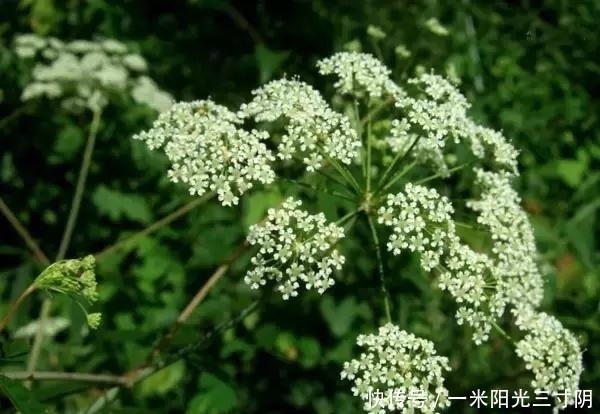 世界上十大剧毒植物,你身边有吗?