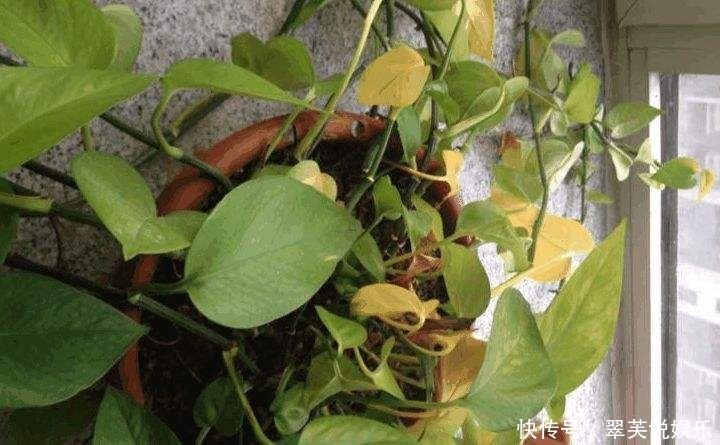 绿萝也要补营养,浇水的时候加一点,叶子不黄有精神!