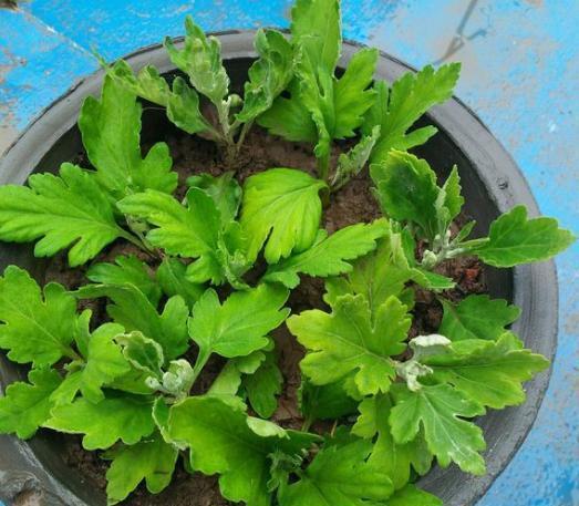 5种“洋气”花,趁着“天冷”快扦插,生根快,开花早,真省钱