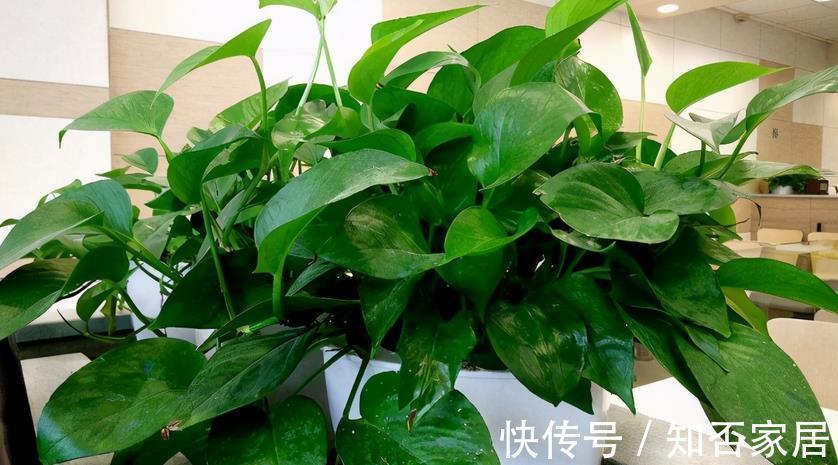 环保|制作酵素养花,环保又省钱!这3样处理方法,值得收藏