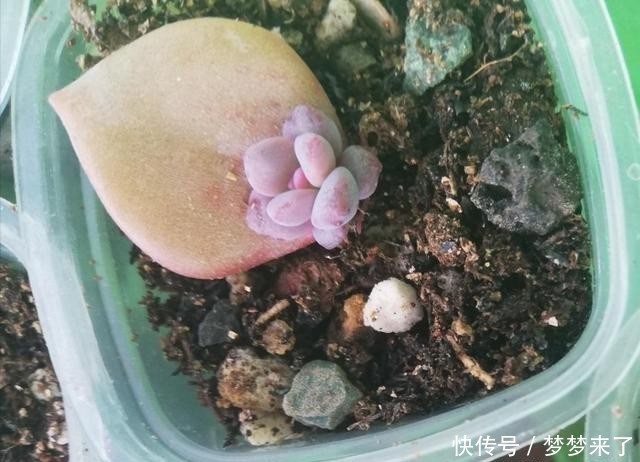  爱多|爱多肉，爱生活，心情自然好