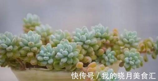 论怎样为变丑的多肉植物整容