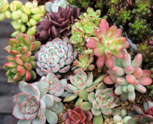 多肉植物不易养活教你3个种植多肉的小妙招,长的旺盛还好看