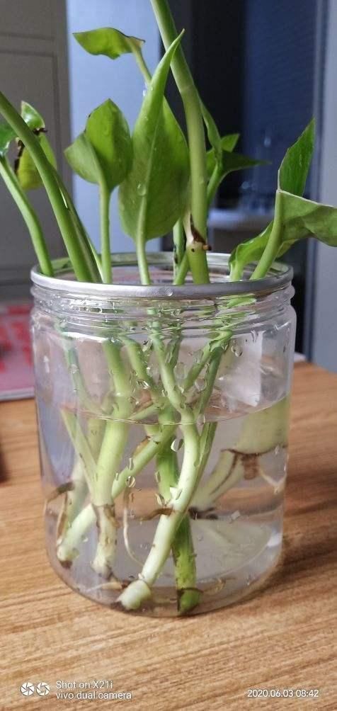 绿萝|土培养不活的花,直接丢水里,7天长出大白根