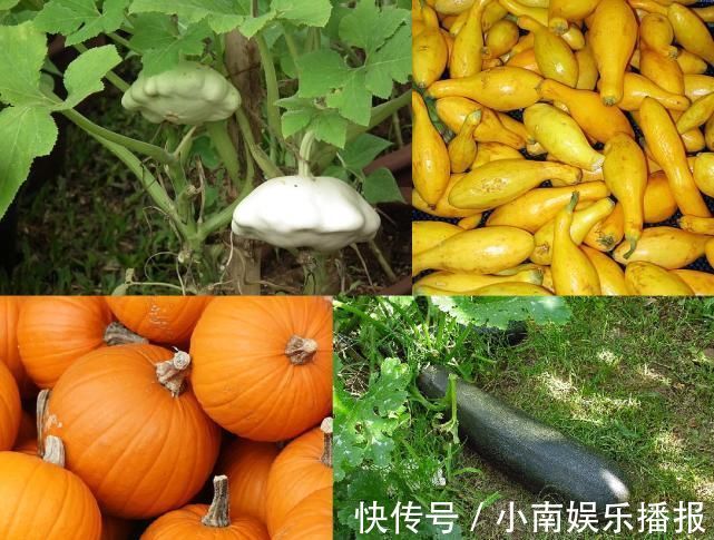 南瓜|最早的南瓜长什么样？虽然只有1万年，但已经和餐桌上的完全不同