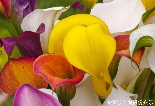 雍容华贵|5种花好养易活开花漂亮,丢盆里猛长,雍容华贵