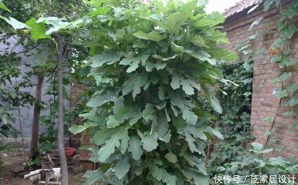 院子别只养花，栽些果树，好看好养活，家有院子的福音