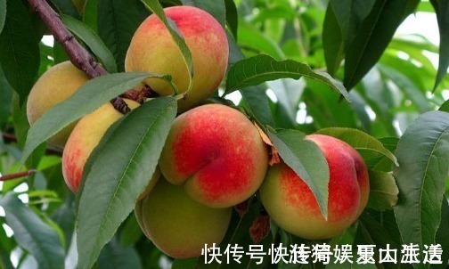 好吃|桃子虽好吃但是毛太多，去除桃毛很简单，放心吃到干净香甜的桃子