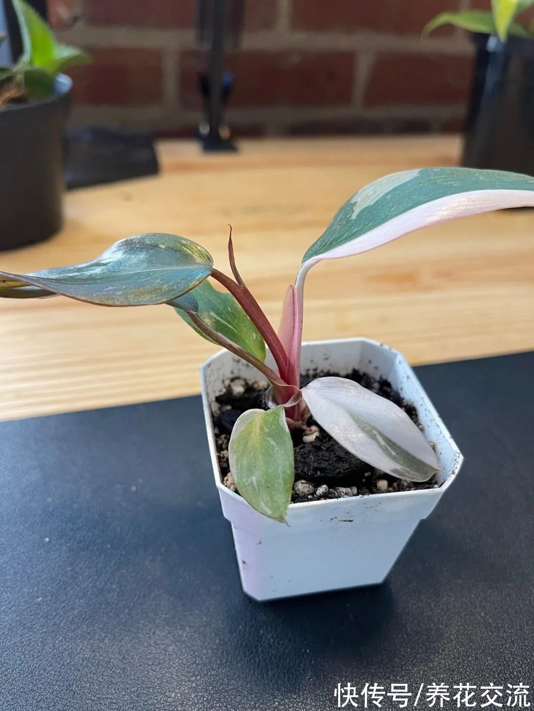 上百块一盆的粉公主蔓绿绒，比粉刚果蔓绿好太多，适合你养吗？