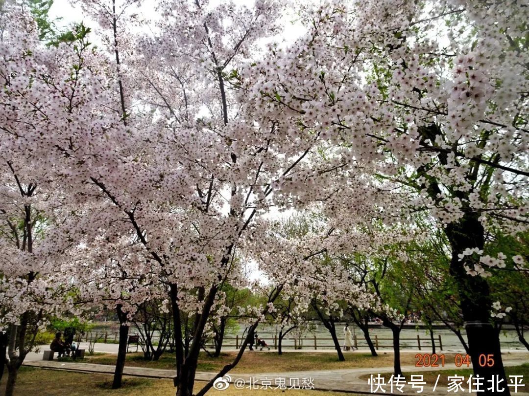 醉美花海！世界花后”正香飘京城，观赏面积超120000㎡！快去打卡