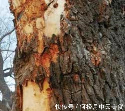 江南人|60种常见野菜,高清大图,收集全了真不容易!