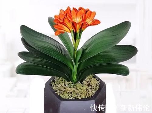 发芽|兰花和君子兰不开花、不长叶、不发芽?问题就在三点,试试吧