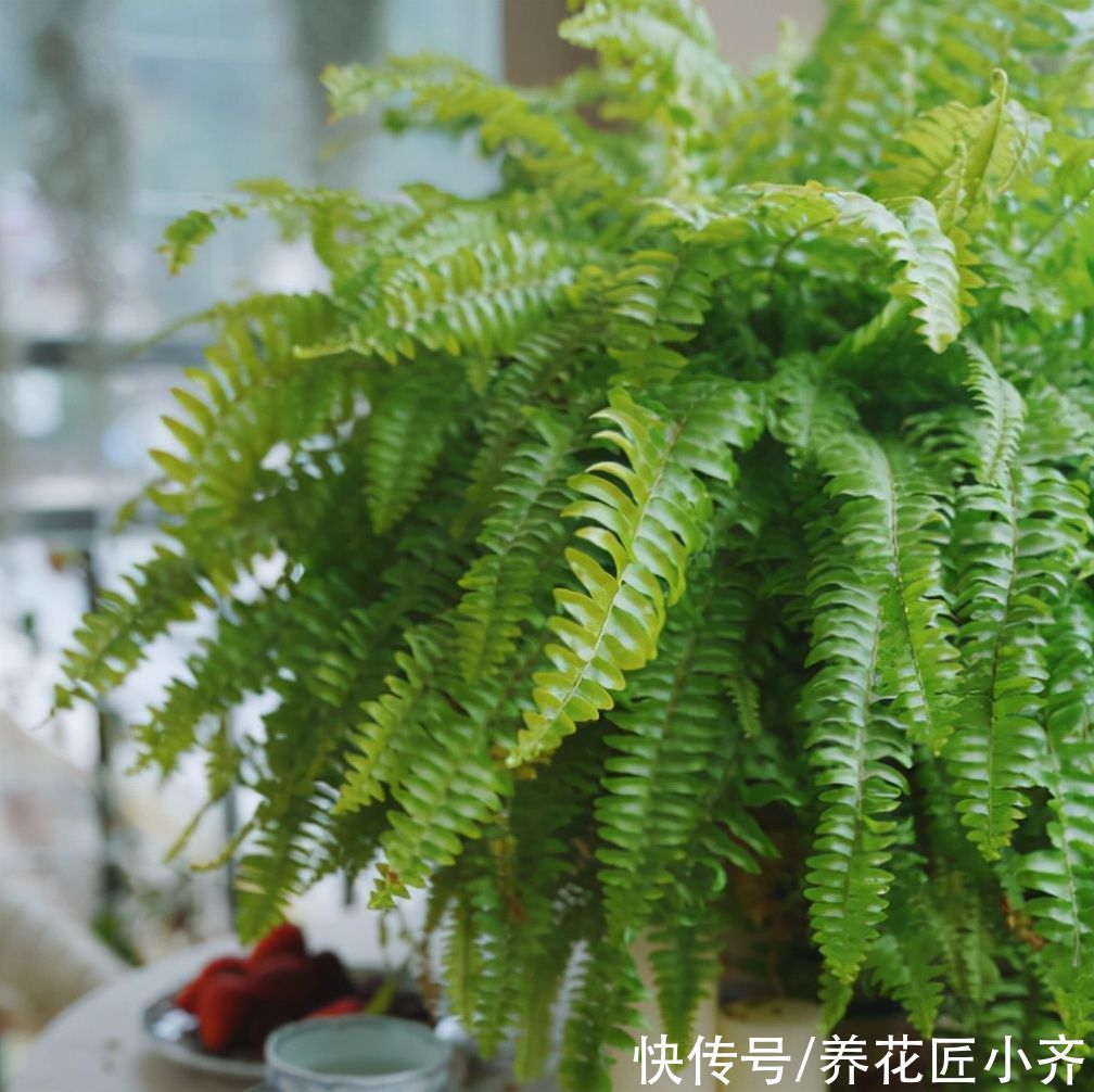 13种“耐阴”花,家里采光差,选它就对了,养好爆盆很轻松