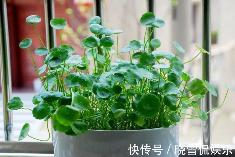 花卉|10月以后,3种花搬出去淋淋雨,叶片肥美长势好,越养越旺盛