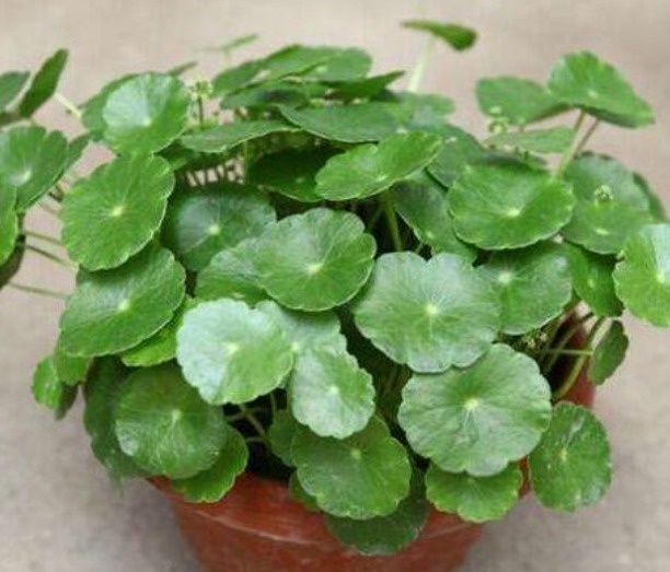 夏天养此款花卉,耐寒易打理,花美色艳,花儿轻松开爆盆