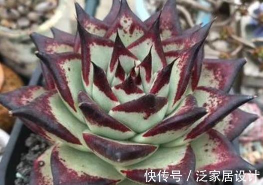 植株|号称“巨无霸”的3种多肉,好养护易群生,小半年长成脸盆大