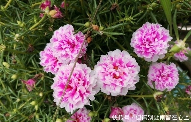适合|一种很耐热的花,适合夏天养,花美似牡丹,三季开花,是盆栽佳品