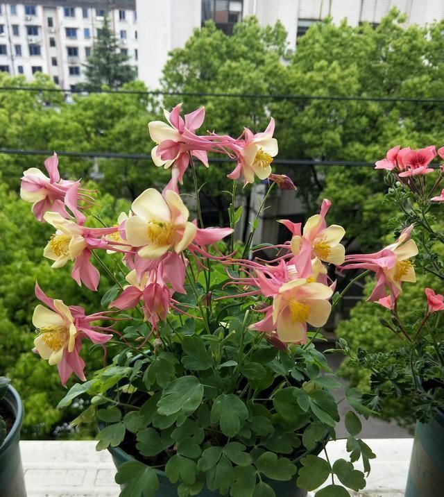 养花就养花期长的,便宜又好养,沾点水就爆盆,花开似精灵飞舞